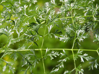 aethusa cynapium greenness (fool's prasley)