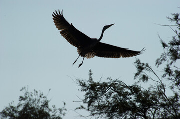 heron in flight silhouette