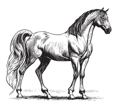 recommend clip art: Beautiful horse standing hand drawn