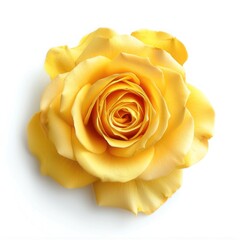 Photograph of yellow rose on white background, for clipart, top view