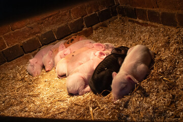 piglets 