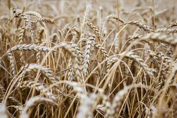 Fototapeta premium Spikelets of wheat grow on a field on an autumn day, selective focus. Wheat background.