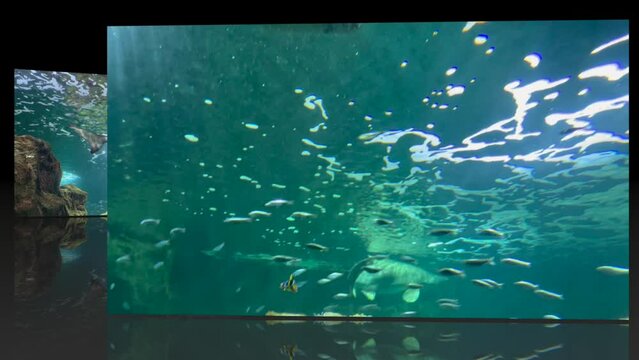 Grand aquarium 