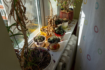 Abandoned dried plants on the windowsill