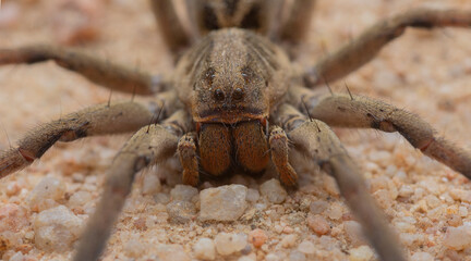 wolf spider on a stone