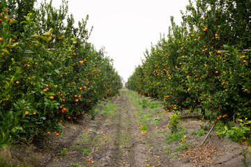 Fototapeta na wymiar Trees full of fruit in the tangerine garden. Tangerine trees with abundant fruit. An orchard in Adana.
