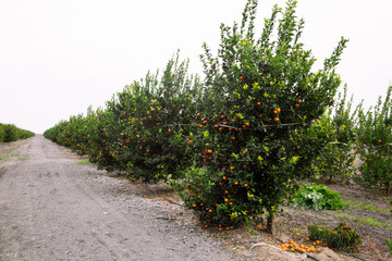 Trees full of fruit in the tangerine garden. Tangerine trees with abundant fruit. An orchard in...