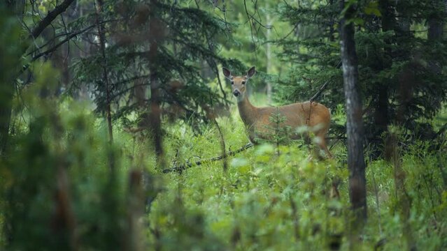 Deer grazing in the pine forest while it's raining. Slow motion. 