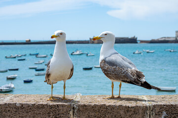 Obraz premium Seagulls on La Caleta beach in city center in Cadiz, Spain