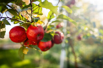 own apple orchard - home-made apples - taste and true nature