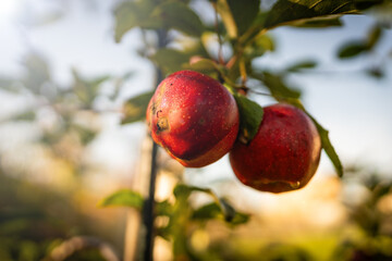 own apple orchard - home-made apples - taste and true nature