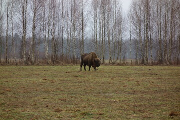 European bison foraging on grassland near the village Teremiski in the Bialowieza Forest, Poland