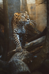 Ceylon leopard (Panthera pardus kotiya) detail portrait © Sangur