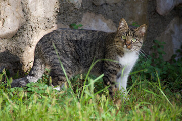 Eine getigerte Katze, die aussieht wie eine Wildkatze steht vor einer Mauer aus groben Steinen auf einer grünen Wiese. Ihr Fell ist flauschig. 