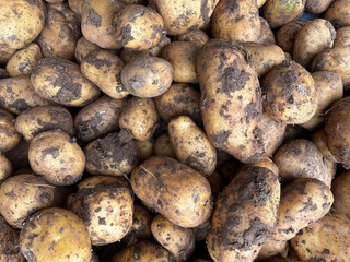Muddy potatoes, freshly dug out of the ground and sold on the stall.