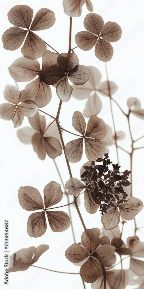 Poster a close up of a bunch of flowers in a vase. macro image of dry flowers and stems macro image of dry 