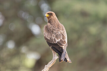 yellow-billed kite - Milvus aegyptius perched at green  backgound. Photo from Kgalagadi Transfrontier Park in South Africa. it is the Afrotropic counterpart of black kite - Milvus migrans.