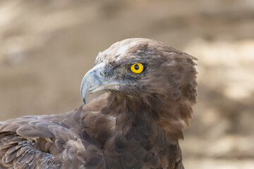 Portait of brown snake eagle - Circaetus cinereus at brown background. Photo from Kgalagadi Transfrontier Park in South Africa. Endangered species.