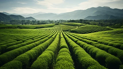 Poster a green field with mountains in the background with Longsheng Rice Terrace in the background © ion