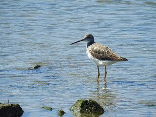 A greater yellowlegs shorebird wading in the shallow waters of the Edwin B. Forsythe National Wildlife Refuge, Galloway, New Jersey.