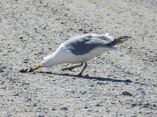 Herring gull eating the meat from a clam shell at the Edwin B. Forsythe National Wildlife Refuge, Galloway, New Jersey.