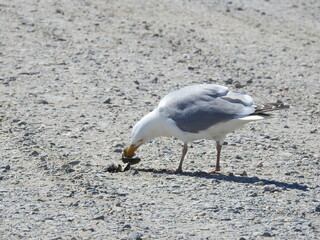 Herring gull eating the meat from a clam shell at the Edwin B. Forsythe National Wildlife Refuge, Galloway, New Jersey.
