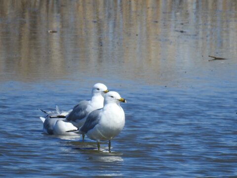 Ring-billed gulls enjoying a beautiful spring day at the Edwin b. Forsythe National Wildlife Refuge, Galloway, New Jersey.