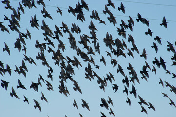 flock of birds Storni (Sturnus vulgaris). Stagno di Platamona, Sorso, Sassari. SS, Sardegna. Italy