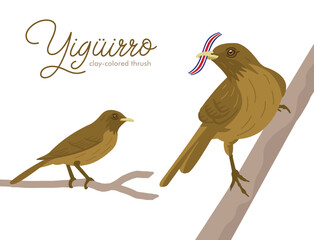 VECTORS. The Yiguirro, also known as the clay-colored thrush. National bird of Costa Rica (flag is removable)