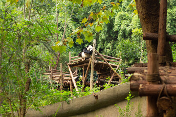 Giant Panda bear. Happy animal eating. Jungle wildlife background. Big funny Panda having dinner in...