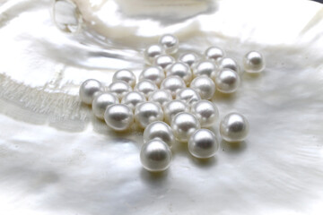 Expensive and luxurious saltwater South Sea pearls in a white shell, ready to be made into earrings, pendants or necklaces and sold in jewelry store. Popular feminine wedding accessory.