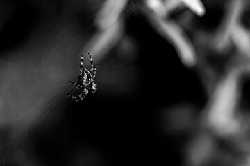 Scary high contrast black and white photo of a spider on its web, macro extreme closeup. Arachnophobia, fear of spiders abstract concept, nobody, copy space Creepy spooky shot, terror, phobias, fears