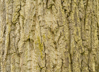 Light green natural tree bark rough background texture, full frame backdrop, front view, tree bark structure, simple material seen from up close, nobody, eco organic wallpaper, detail closeup, macro
