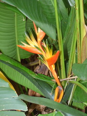 Fleur Oiseau du Paradis