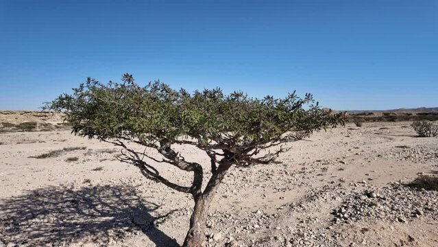Aerial view of a Frankincense Tree in Wadi Dawkah Natural Park in Oman is renowned for its significance as the home of the Frankincense Tree groves, a UNESCO World Heritage Site.