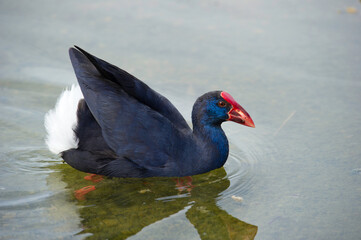 Pollo sultano, Purple Swamphen, Talève sultane, Purpurhuhn (Porphyrio porphyrio).Stagno di Platamona. Sorso, SS. Sardinia, Sardegna. Italy