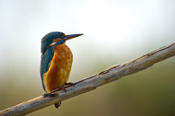 kingfisher on branch, Martin Pescatore (Alcedo atthis). Stagno di Platamona. Sorso. Sassari....