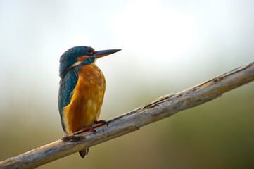 kingfisher on branch, Martin Pescatore (Alcedo atthis). Stagno di Platamona. Sorso. Sassari. Sardegna, Italia.