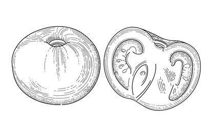 Fresh tomato outline hand drawn style halved vegetable vector illustration isolated on white background