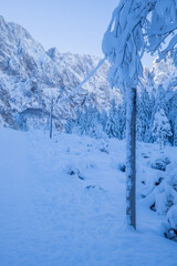 Snow-Covered Forest and Electric Poles during winter.Mountains in the background - 733458840