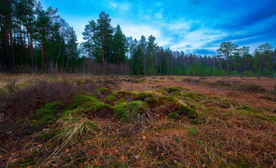 Naturpark Heidenreichsteiner Moor - the marshland in Austria (peat bog, peatbog)