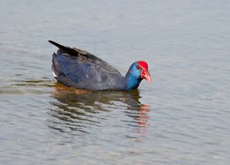 Pollo sultano, Purple Swamphen, Tal&egrave;ve sultane, Purpurhuhn (Porphyrio porphyrio).Stagno di Platamona. Sorso, SS. Sardinia, Sardegna. Italy