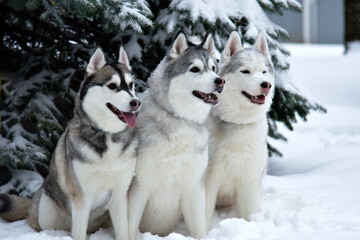 Three dogs close-up lie in the snow. Husky breed