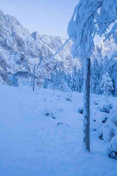 Snow-Covered Forest and Electric Poles during winter.Mountains in the background