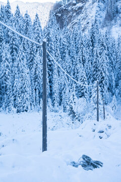 Snow-Covered Forest and Electric Poles during winter. Forest in the background