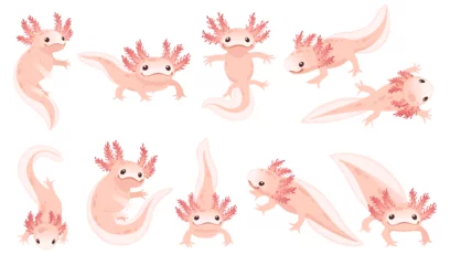Poster Set of cute cartoon axolotl pink color amphibian animal vector illustration isolated on white background © An-Maler