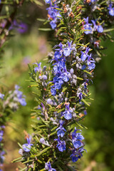 Obraz premium Rosmarin mit lila blau farbenen Blüten und unscharfem Hintergrund