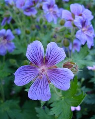 purple geranium flowers in the garden