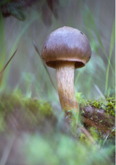 mushroom in the forest