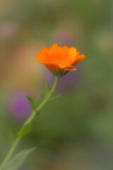 Fototapeta premium orange flower in the garden
